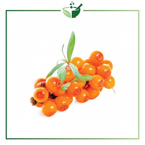 Sea Buckthorn Infused Oil